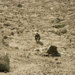 Ben Howard - Noonday Dream - Double 180 Gram Vinyl Record